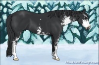Horse Color:Black Sabino