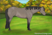 Horse Color:Grullo Sabino 