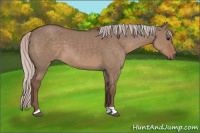 Horse Color:Silver Grullo
