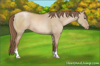 Horse Color:Grullo Pearl Sabino