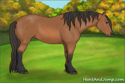 Horse Color: Bay 