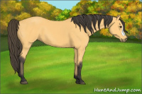 Horse Color:Buckskin 