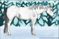 Horse Color:White Spotted Brown 