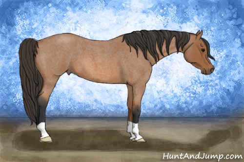 Horse Color: Bay Roan 