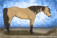 Horse Color:Buckskin 