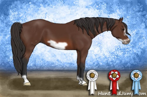 Horse Color: Bay Frame 