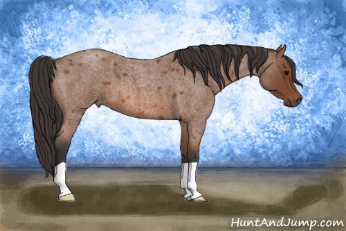 Horse Color: Bay Roan 