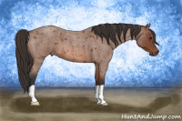 Horse Color:Bay Roan 
