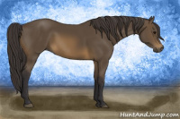 Horse Color:Buckskin 