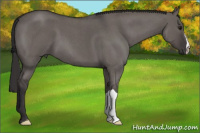 Horse Color:Smoky Grullo Roan 