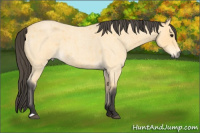 Horse Color:Buckskin Roan 