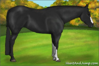 Horse Color:Gray Brown 