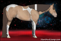 Horse Color:Amber Champagne Sabino Tobiano