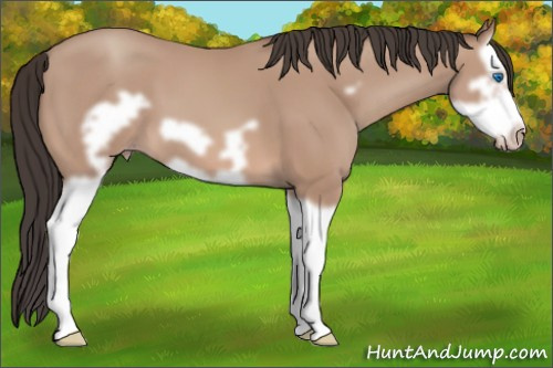 Horse Color: Amber Champagne Splash Frame 