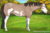 Horse Color:Amber Champagne Splash Frame 