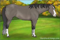 Horse Color:Black Splash