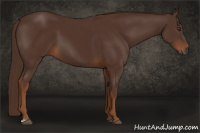 Horse Color:Gray Liver Chestnut 