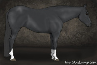 Horse Color:Black Tobiano 