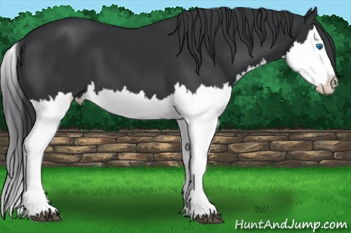 Horse Color: Black Splash 