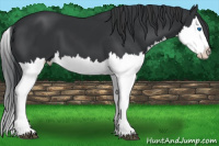 Horse Color:Black Splash