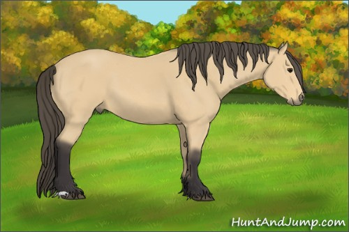 Horse Color: Buckskin 