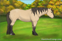 Horse Color:Buckskin 