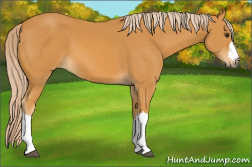 Horse Color: Palomino 