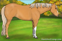 Horse Color:Palomino
