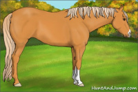 Horse Color:Palomino 