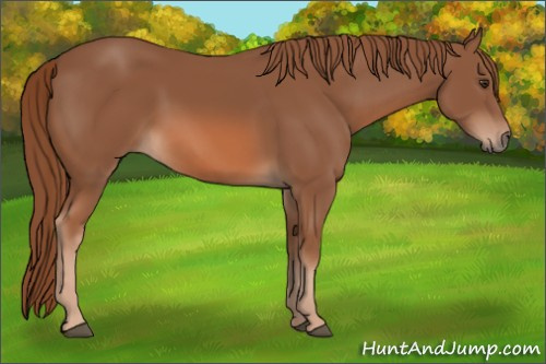 Horse Color: Chestnut 