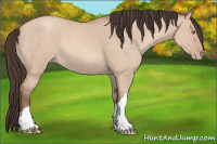 Horse Color:Amber Champagne Dun 
