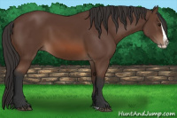 Horse Color:Bay Splash 