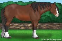 Horse Color:Bay Splash 