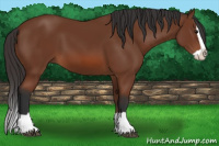 Horse Color:Bay Splash 