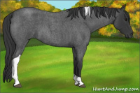 Horse Color:Blue Roan Tobiano 