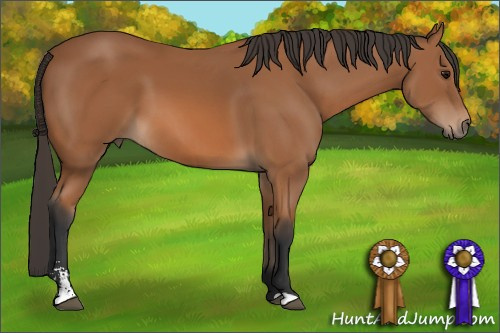 Horse Color: Bay Sabino 
