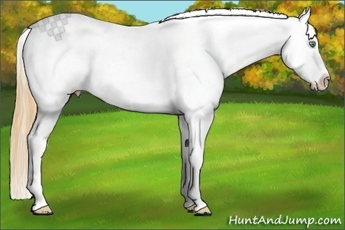 Horse Color: White Spotted Amber Cream Champagne Dun Blanket 