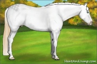 Horse Color:White Spotted Amber Cream Champagne Dun Appaloosa 