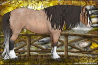 Horse Color:Bay Roan Splash 