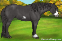 Horse Color:Smoky Blue Roan Frame 