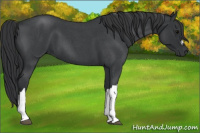 Horse Color:Blue Roan 