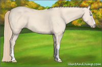 Horse Color:Perlino 