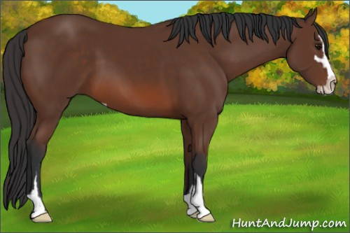 Horse Color: Bay Sabino 