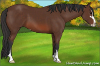 Horse Color:Bay Sabino 