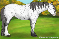 Horse Color:Blue Roan Near Leopard 