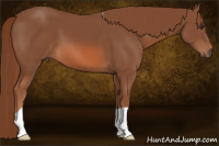 Horse Color:Liver Chestnut 