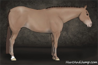 Horse Color:Sable Champagne 