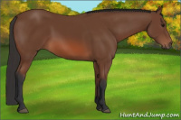 Horse Color:Bay 
