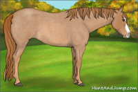 Horse Color:Red Roan Splash 
