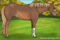Horse Color:Chestnut 